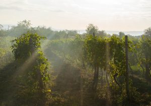 vignes vin beaujolais