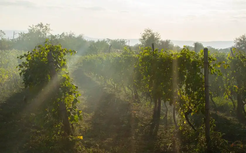 vignes vin beaujolais